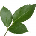 برگ رز Rose Leaf